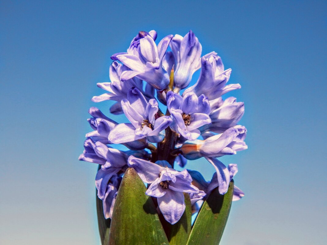 С первым днём Весны! :) - Елена Хайдукова ( Elena Fly ) С первым днём Весны! :) - Елена Хайдукова ( Elena Fly )