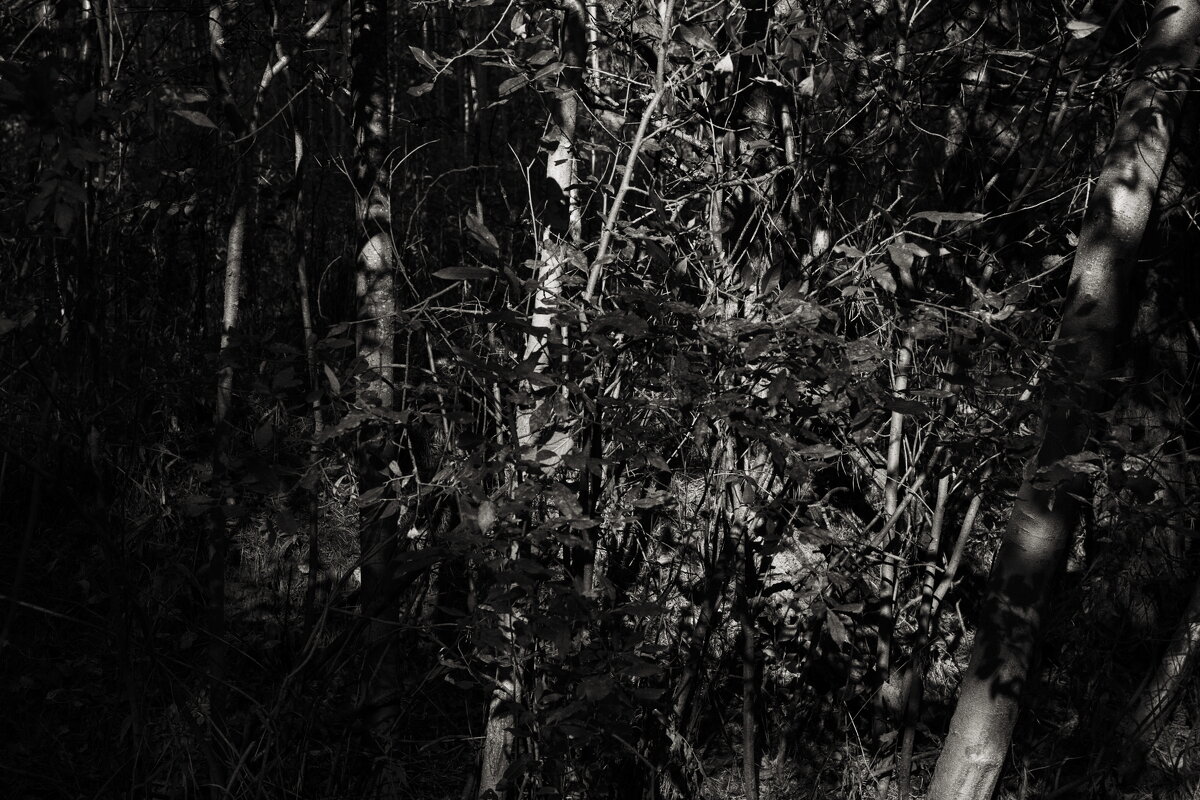 Название отсутствует - Денис Безногов Название отсутствует - Денис Безногов