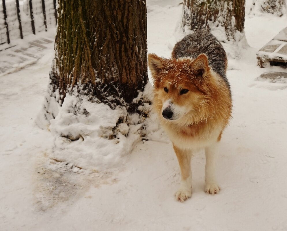 Кеша - Nataly St. 