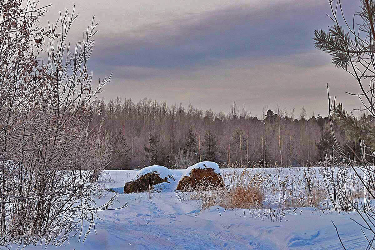 Февраль...Копёшки сена на лесной опушке - Владимир 