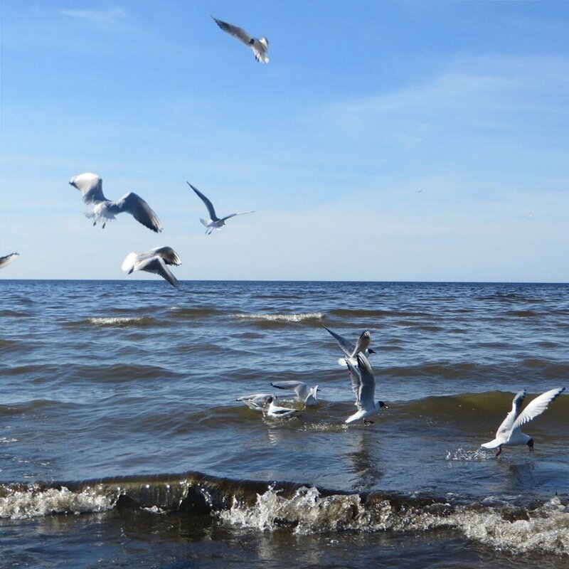 море - марта Камушкина