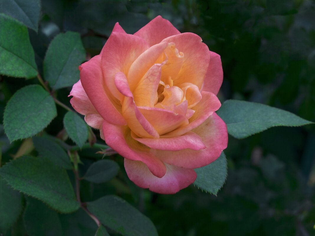 Флорибунда - Валентин Семчишин