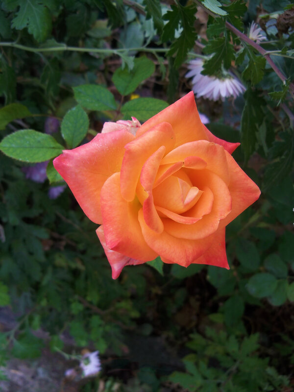 Оранжевая  роза - Валентин Семчишин