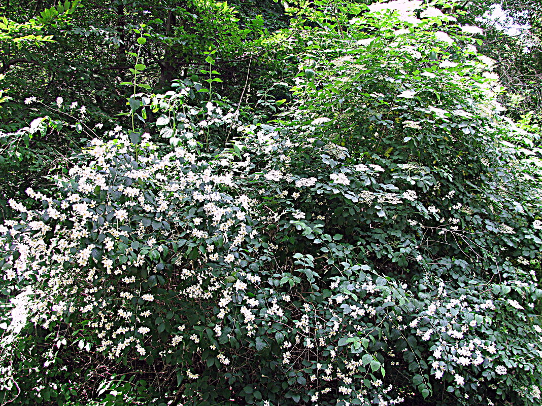 Берлин. - Владимир Драгунский