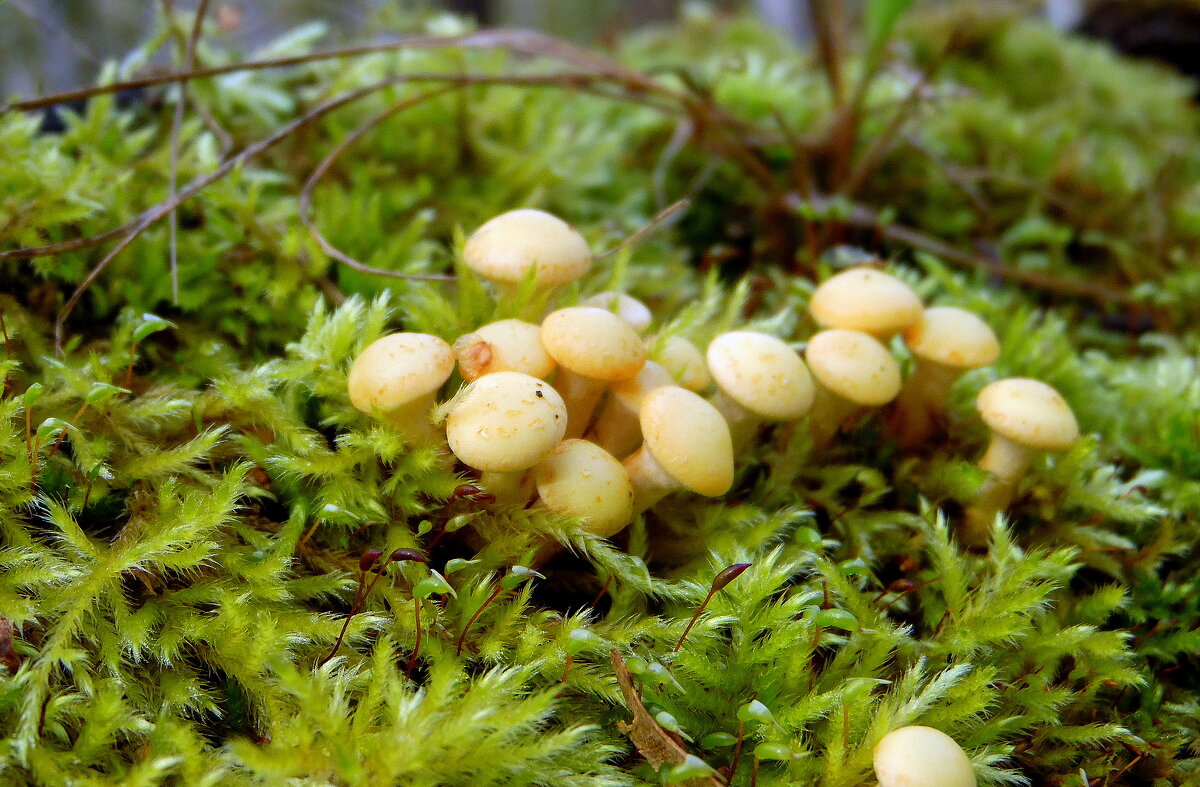 Мини-грибочки. - nadyasilyuk Вознюк Мини-грибочки. - nadyasilyuk Вознюк