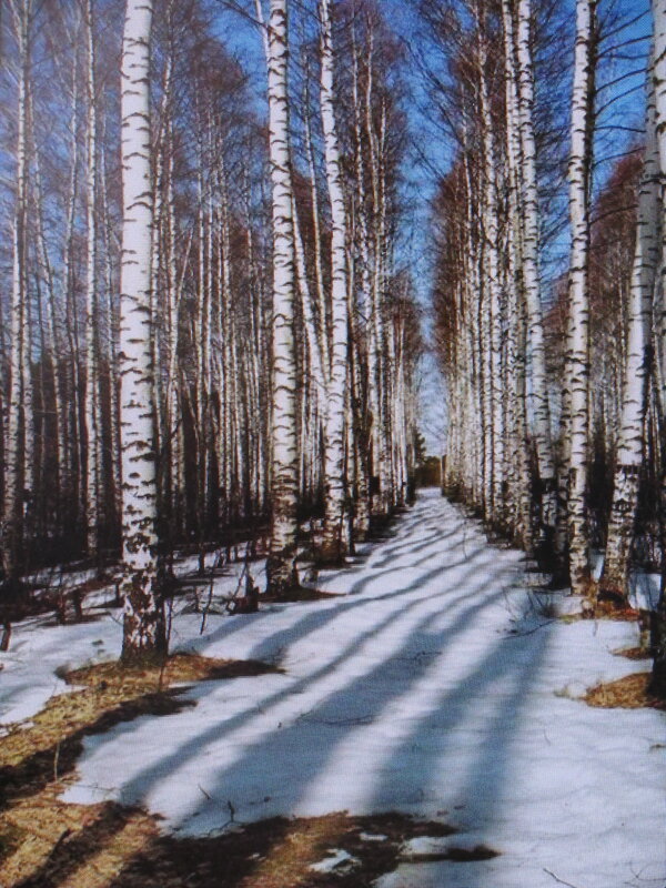 Берёзки - Людмила Смородинская Берёзки - Людмила Смородинская