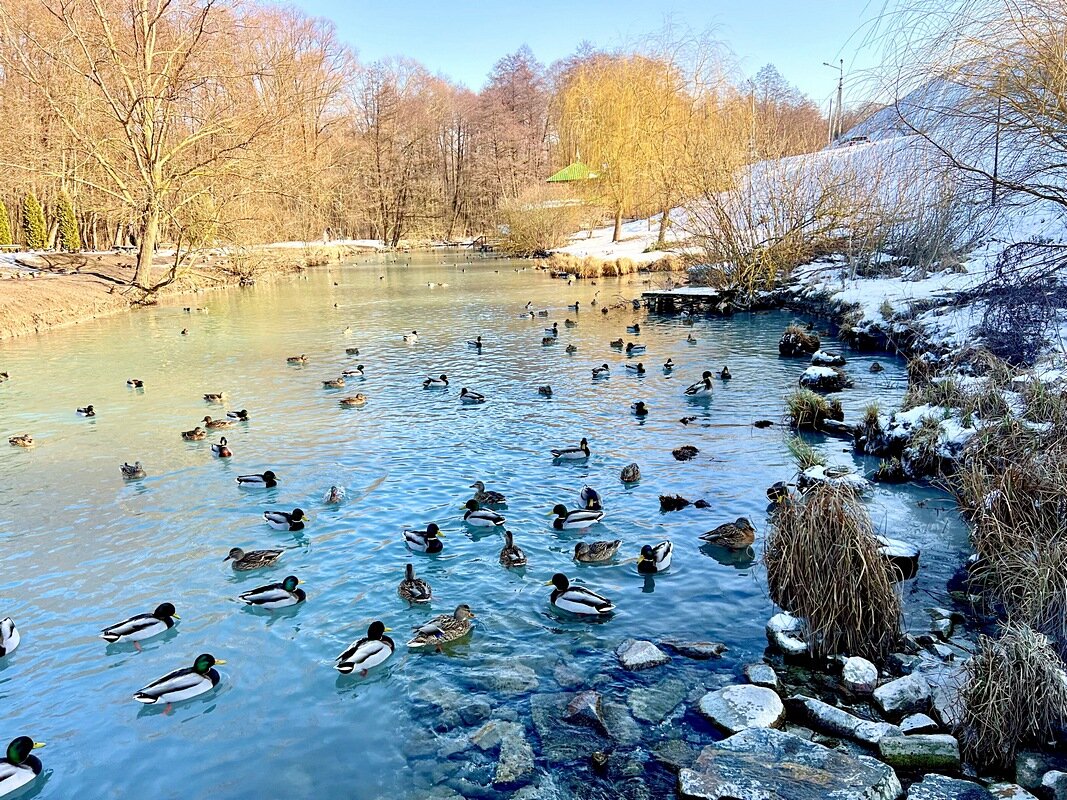 Встречаем Весну 2025 - Сеня Белгородский Встречаем Весну 2025 - Сеня Белгородский