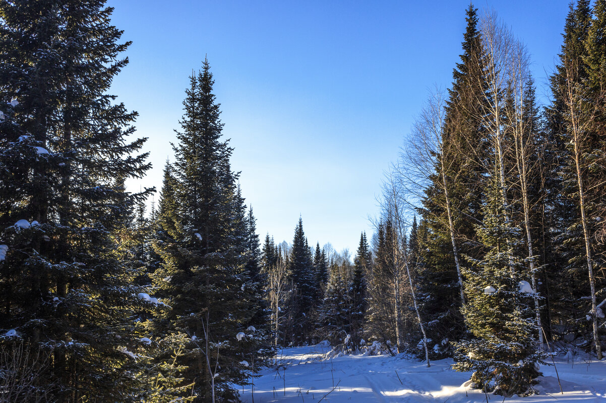 Зимой в тайге - Сергей Борисович 