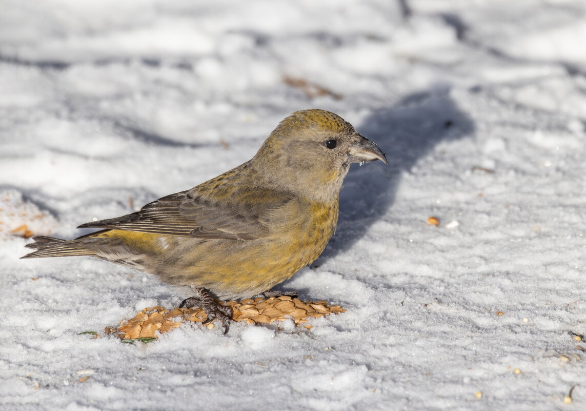 клест еловик - юрий макаров
