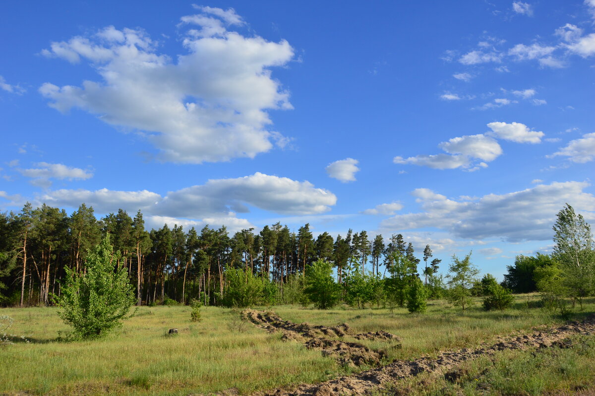 Весна. - Виктор 