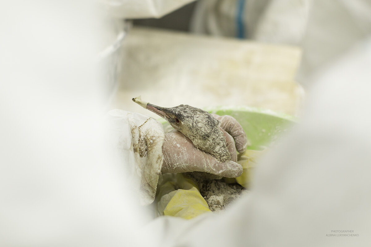 спасение - Albina Lukyanchenko