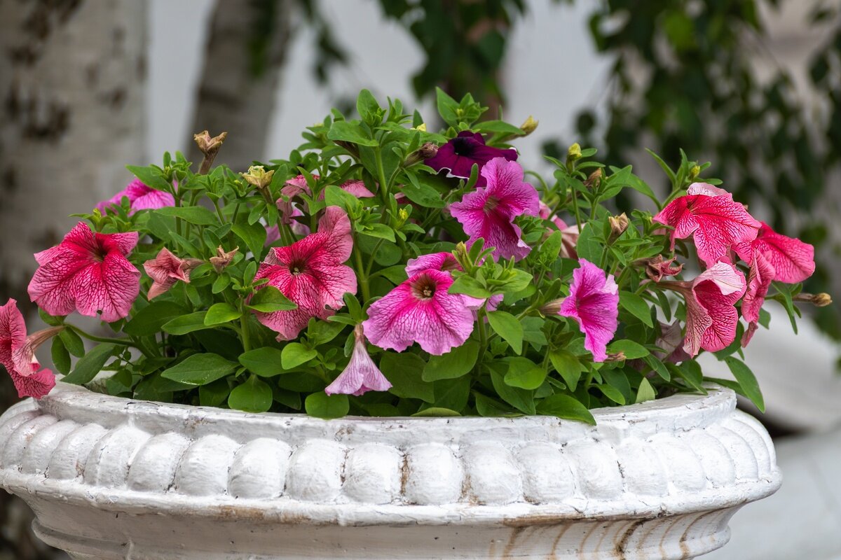 Петуньи - Игорь Сикорский Петуньи - Игорь Сикорский