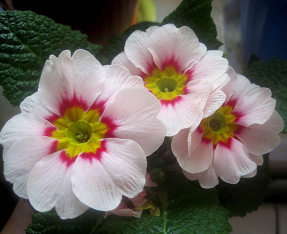 ВЕСЕННИЕ ЦВЕТЫ - Елена Семигина ВЕСЕННИЕ ЦВЕТЫ - Елена Семигина