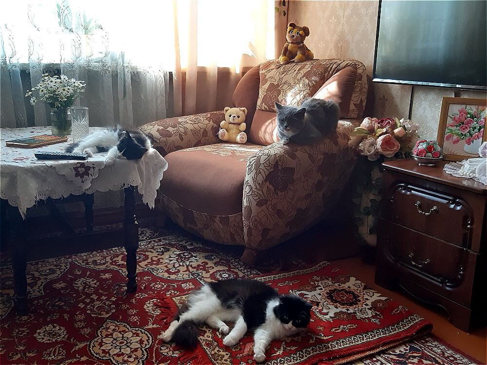 С днём кошек в России! - Нина Андронова