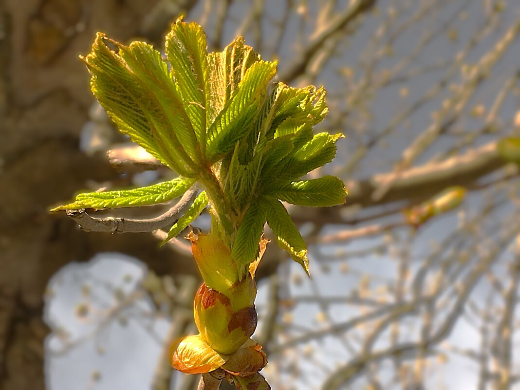 *** вот и весна *** - Olga Oskolkova *** вот и весна *** - Olga Oskolkova