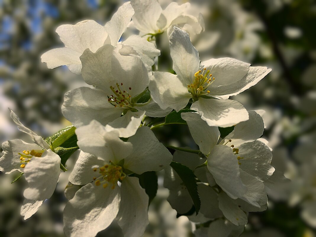 *** яблоньки цвет *** - Olga Oskolkova