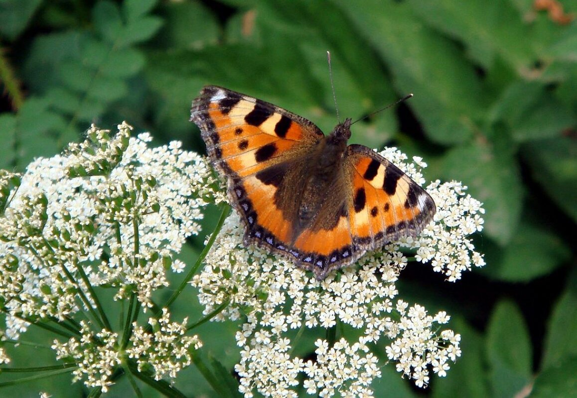 *** к старту готова *** - Olga Oskolkova