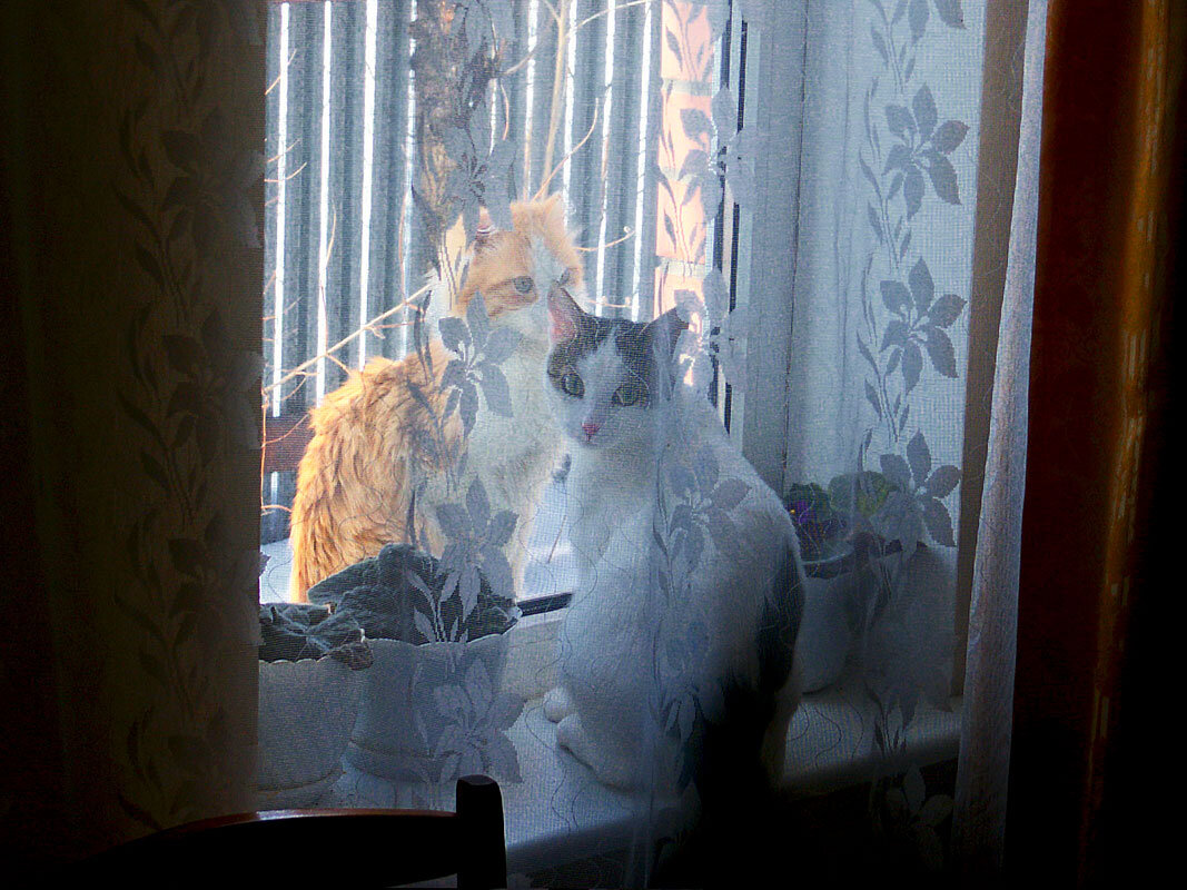 "Мама! Пусти гулять, там Рыжик пришел" (Триптих, часть 1) - MILAV V "Мама! Пусти гулять, там Рыжик пришел" (Триптих, часть 1) - MILAV V