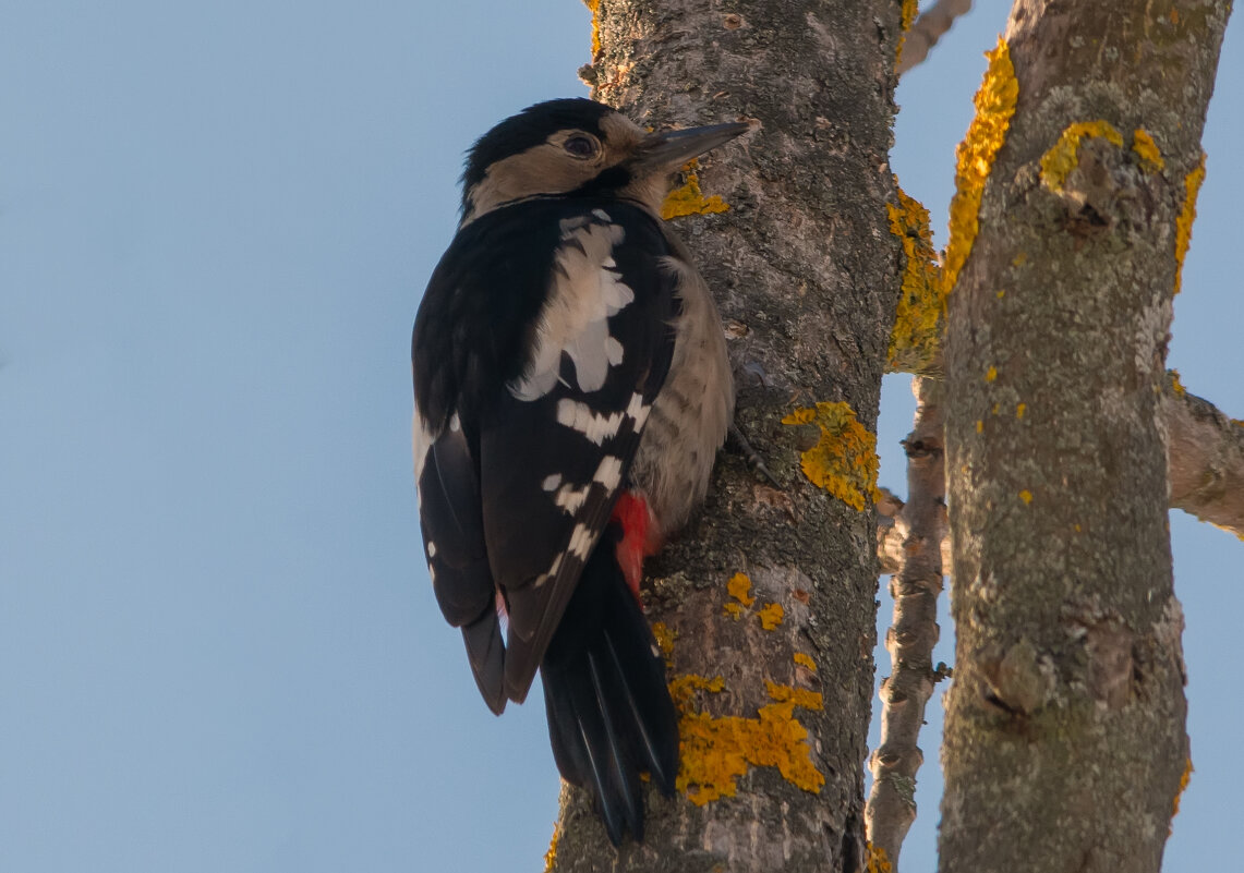 * - Виталий Емельянов