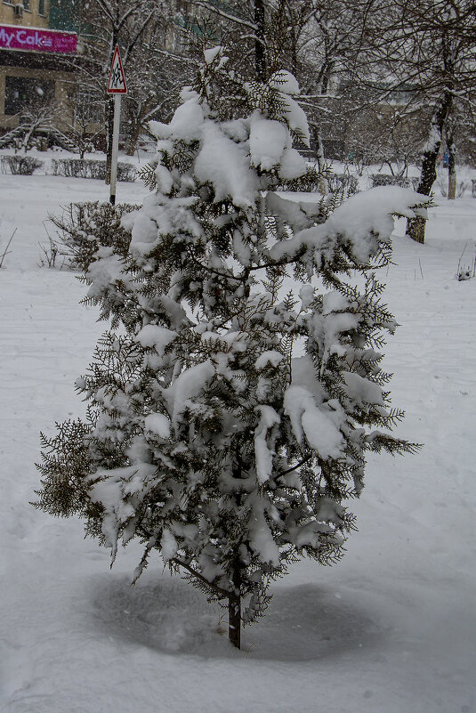 Снежок укутал ёлочку - Анатолий Чикчирный