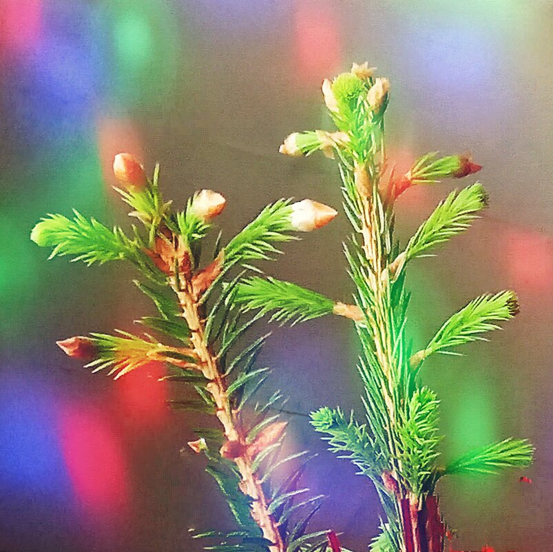 Зимушка, прощай... - veilins veilins