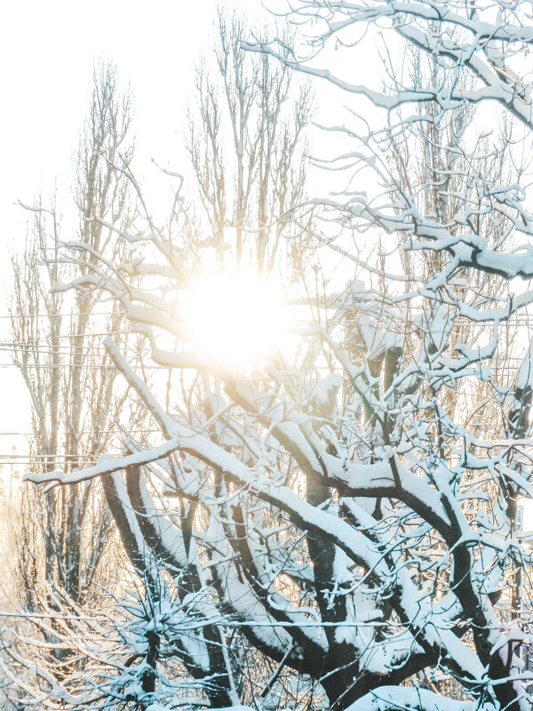 Зимнее солнце - Tanya Nikorovskaya Зимнее солнце - Tanya Nikorovskaya