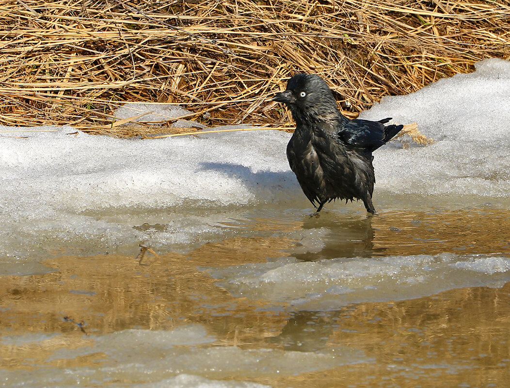 С первым днём весны!❤️ - Светлана 