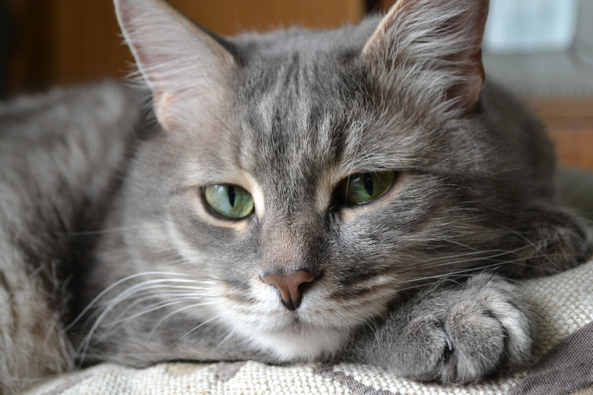 С днем кошек! - Сергей Лындин С днем кошек! - Сергей Лындин