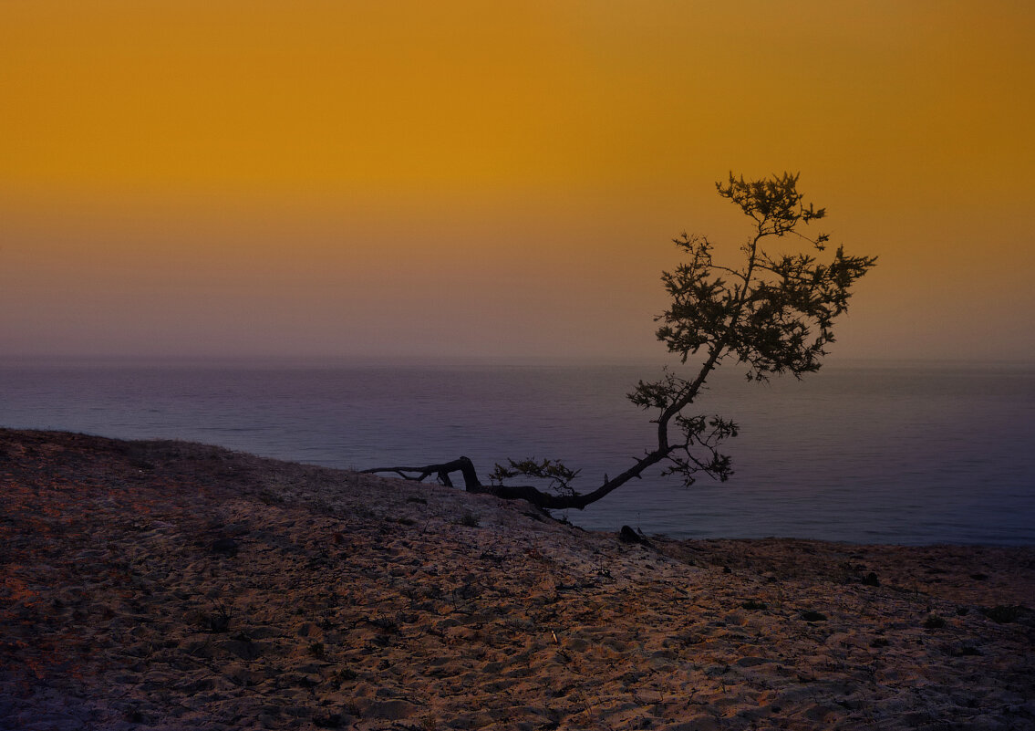 Сосна. Байкал. - Natalya Сосна. Байкал. - Natalya