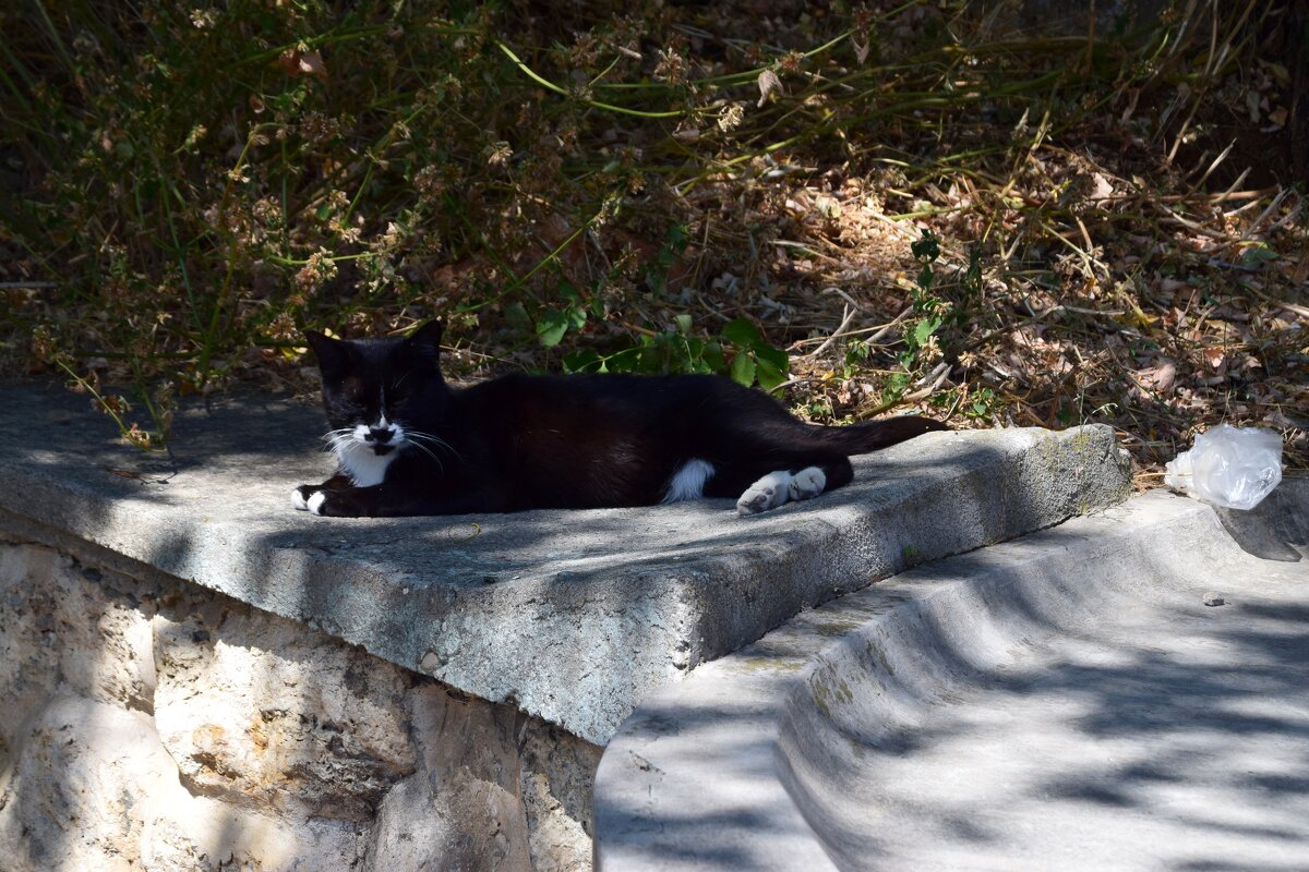 Кот. Просто кот - Павленко Михаил 