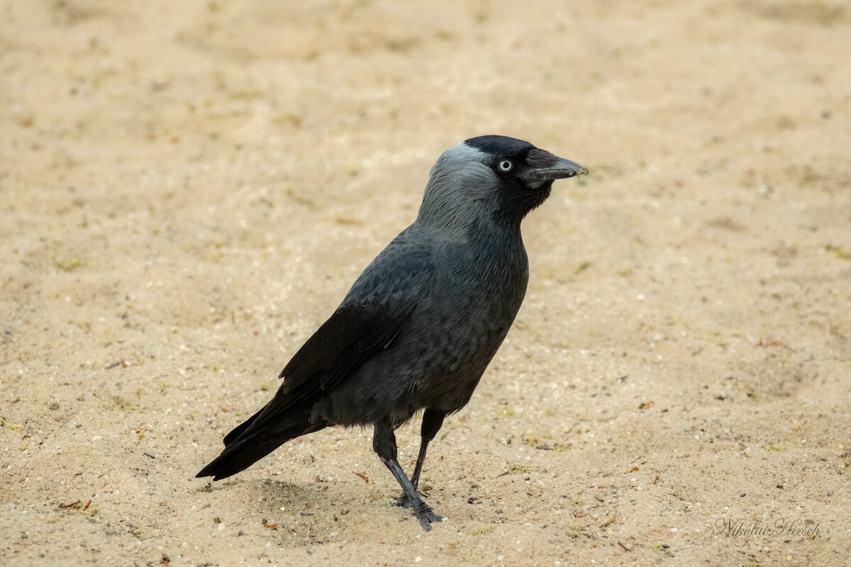 В поиске... - Николай Гирш