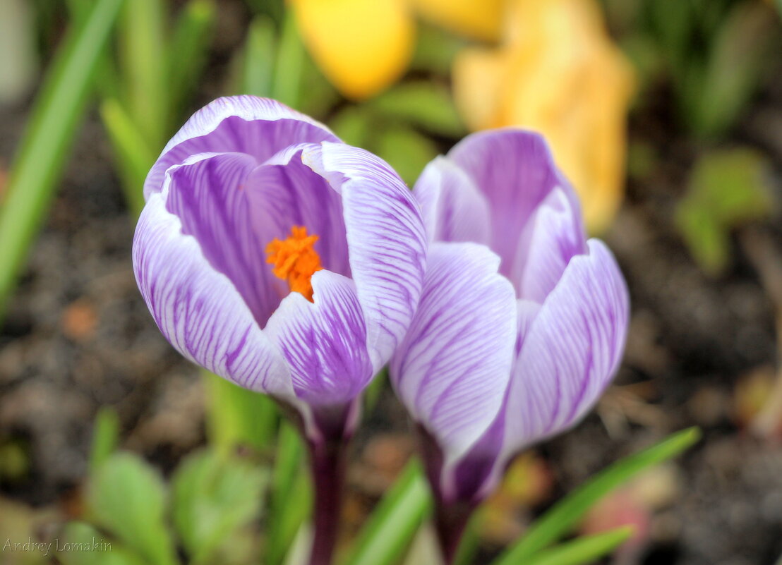 С первым Днём Весны!!! - Andrey Lomakin С первым Днём Весны!!! - Andrey Lomakin