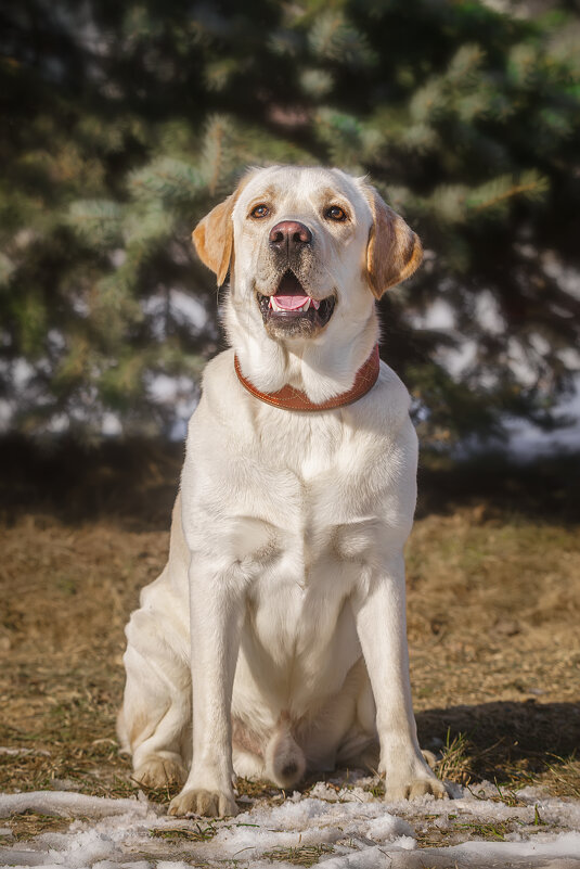 Алькор - Alex Bush Алькор - Alex Bush