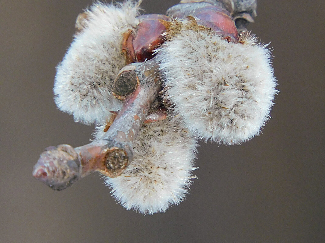 Верба - Лина Верба - Лина