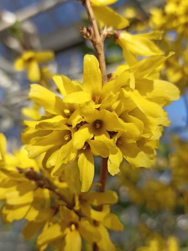 Весенняя палитра - Желтый - Pippa 