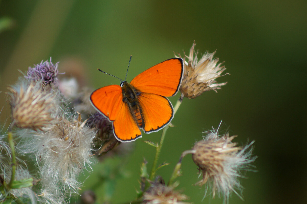 опять про бабочек 410 - Александр Прокудин
