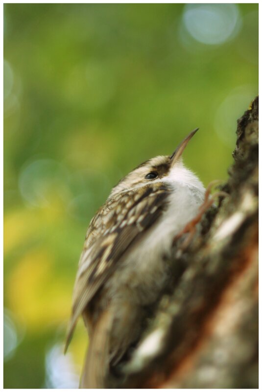 пищуха {Certhia familiaris} - Александр Кольцов