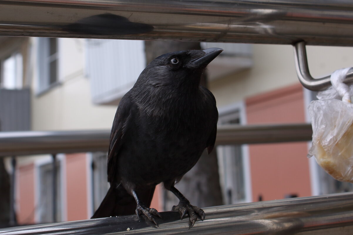 галчонок {Corvus monedula} - Александр Кольцов