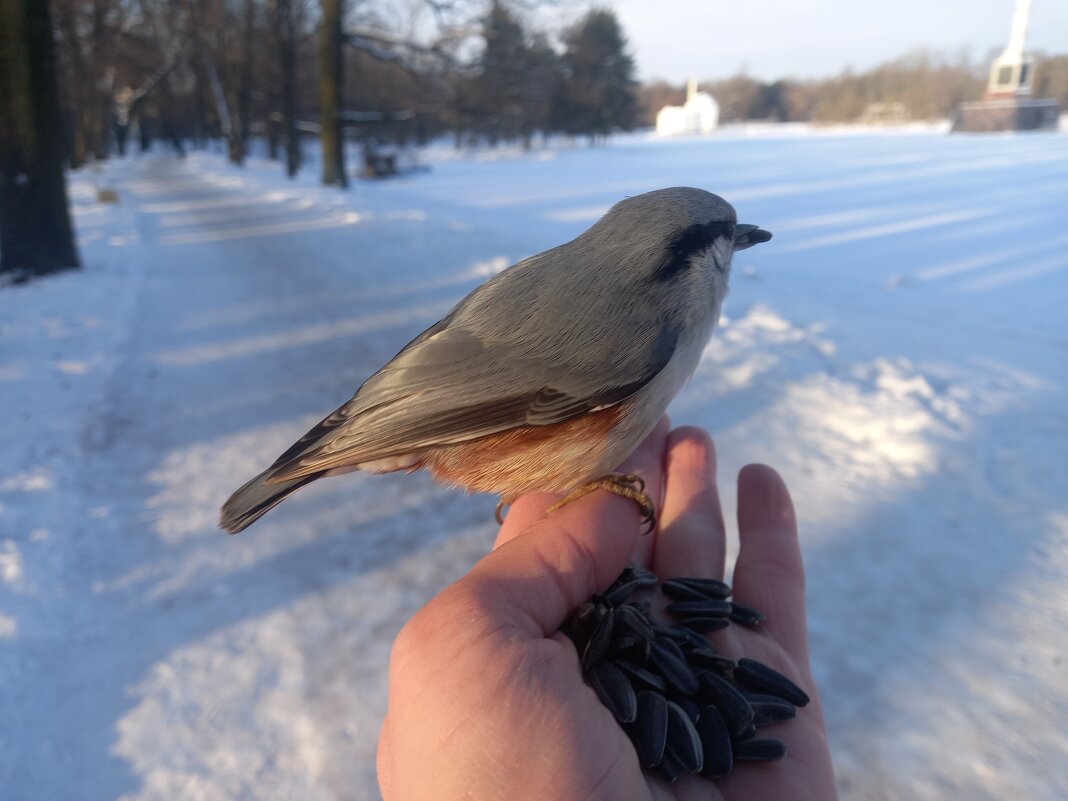Поползень - Сапсан 