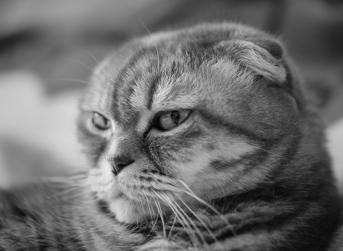 Спокойствие - Магомед .