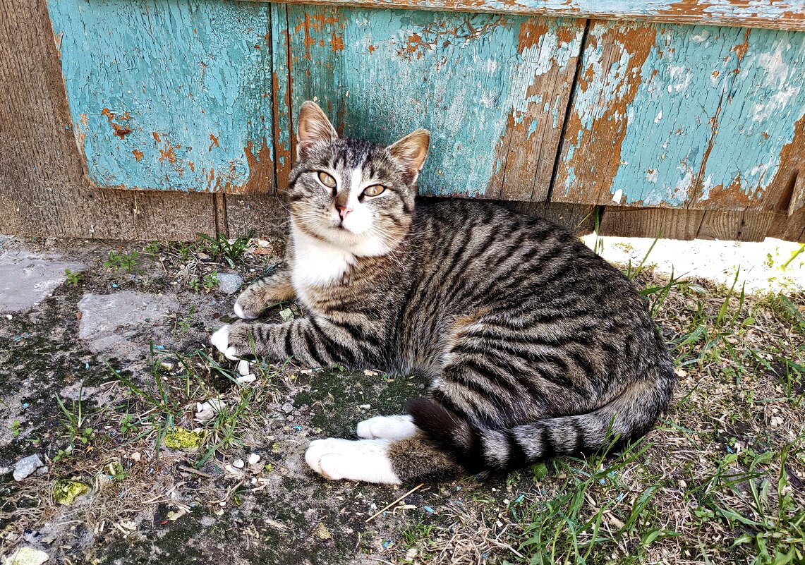 Блинчик есть? А если найду? - Валерий Судачок Блинчик есть? А если найду? - Валерий Судачок