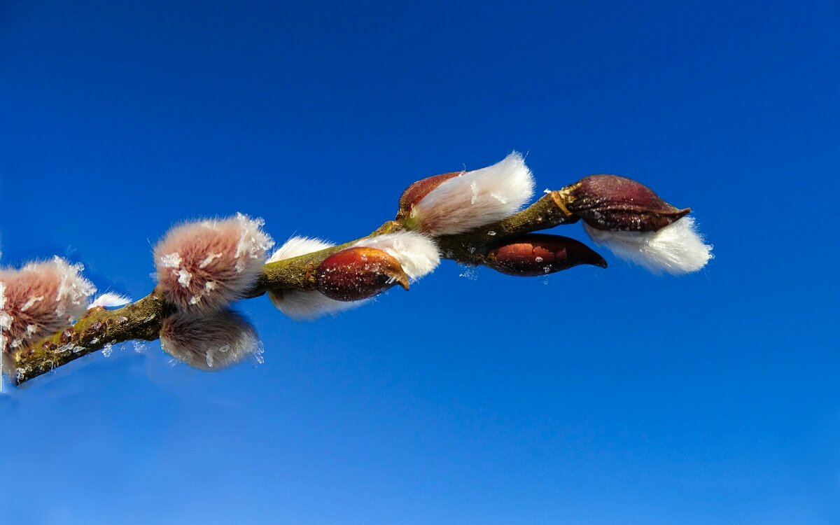 Ранний расцвет вербы. - Милешкин Владимир Алексеевич 