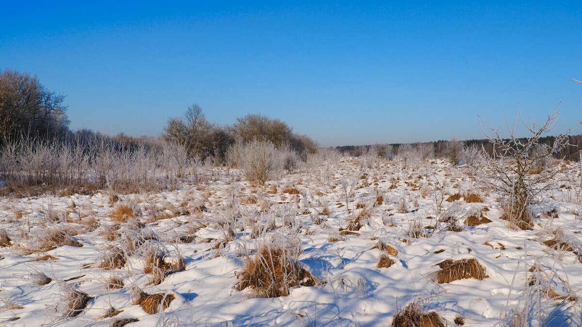 Изморозь на заливном лугу. - Милешкин Владимир Алексеевич 
