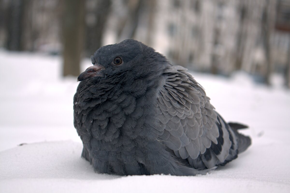 голубь отдыхает {Columba livia} - Александр Кольцов