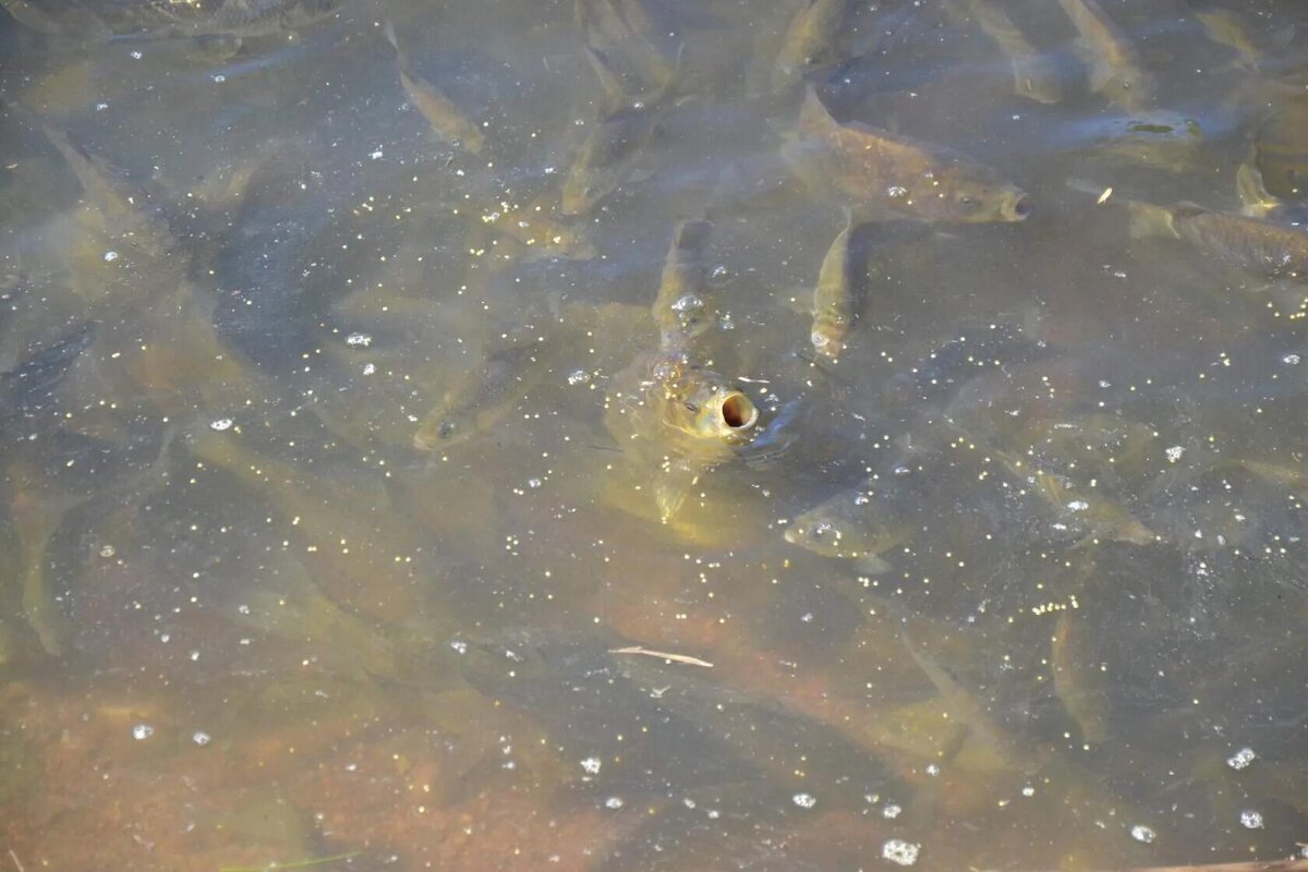 Ещё глоток и уйду под воду. - Надежда 