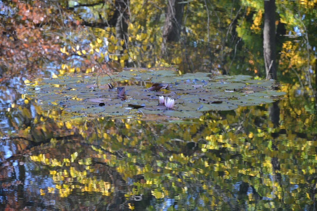 Отражение - Надежда 