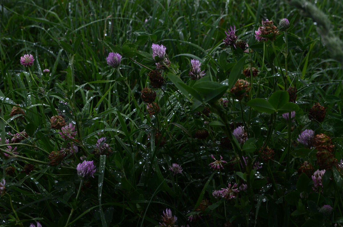 после дождя - Галина R...