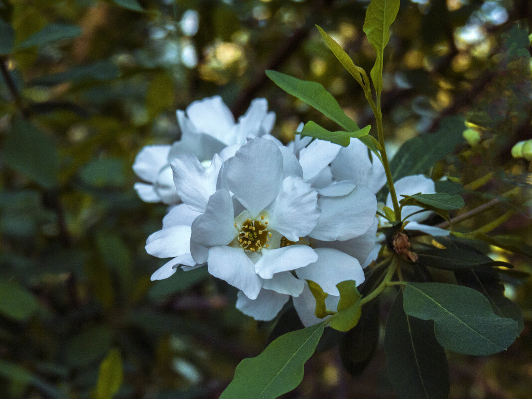 Летние цветы - Валентин Семчишин Летние цветы - Валентин Семчишин