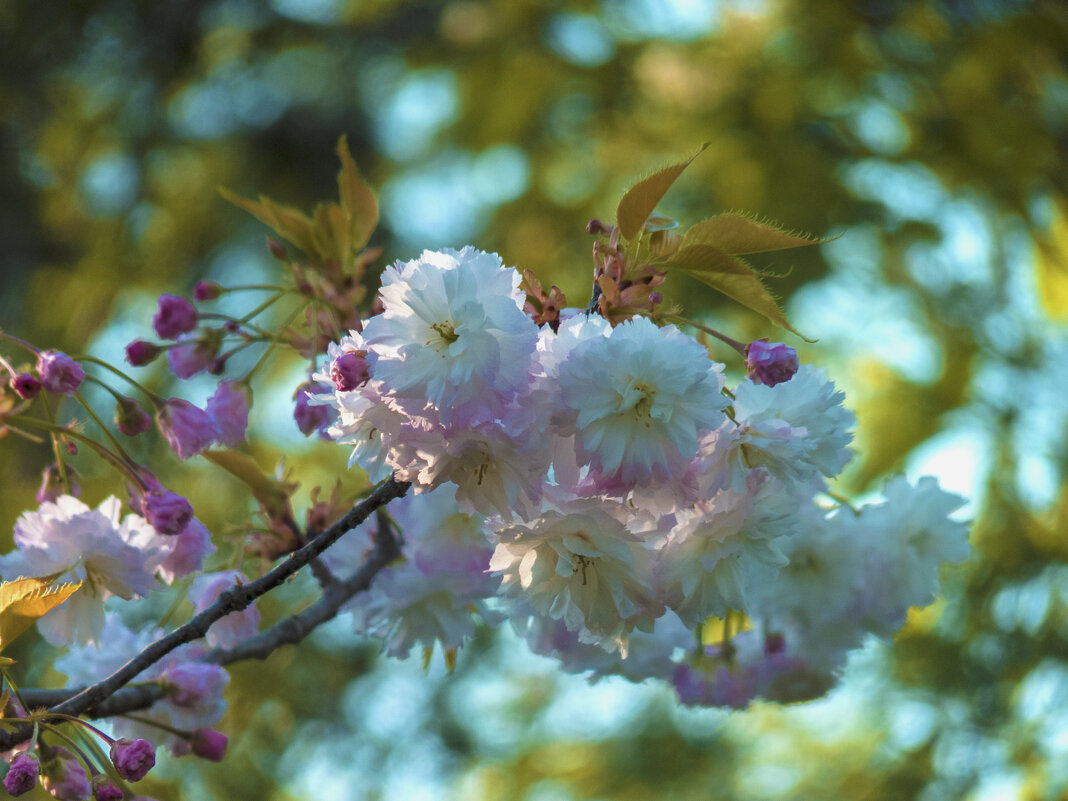 Сакура нежно розовая - Валентин Семчишин Сакура нежно розовая - Валентин Семчишин