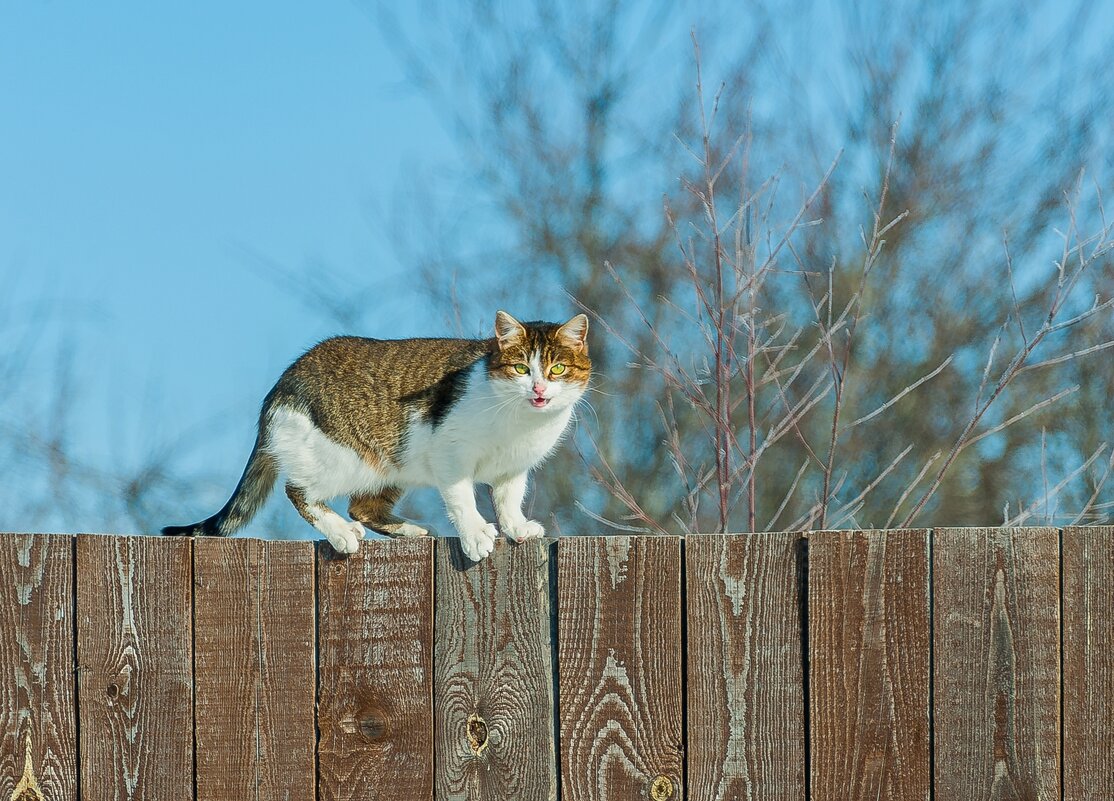 Март пришёл - Валерий Иванович Март пришёл - Валерий Иванович